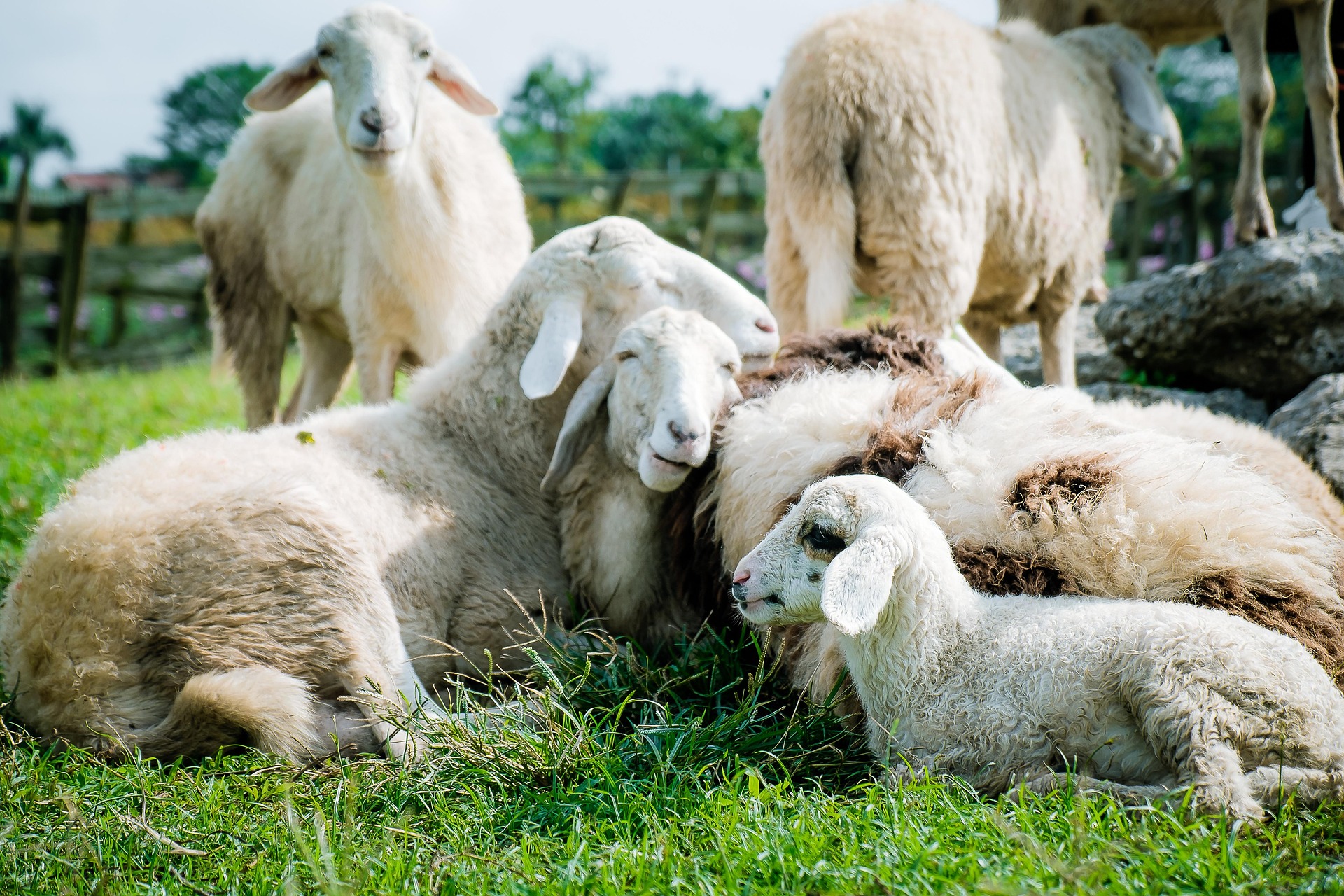 sheep